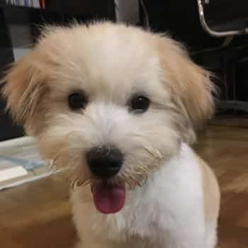 chilie-coton-de-tulear_small2