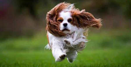 Cavalier King Charles Spaniel | New Doggy