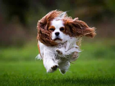 Cavalier King Charles Spaniel | New Doggy