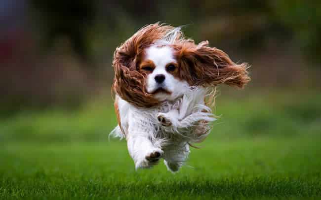 Cavalier King Charles Spaniel | New Doggy