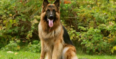 German Shepherd Dog | New Doggy