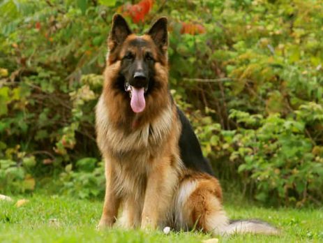 German Shepherd Dog | New Doggy
