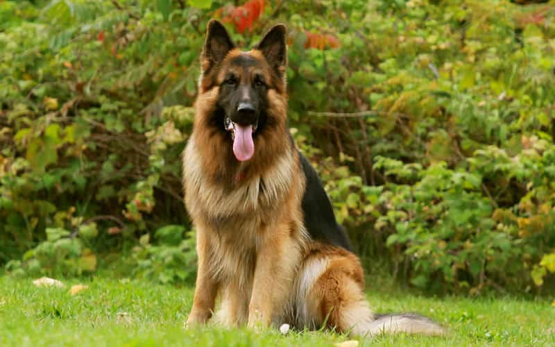 German Shepherd Dog | New Doggy