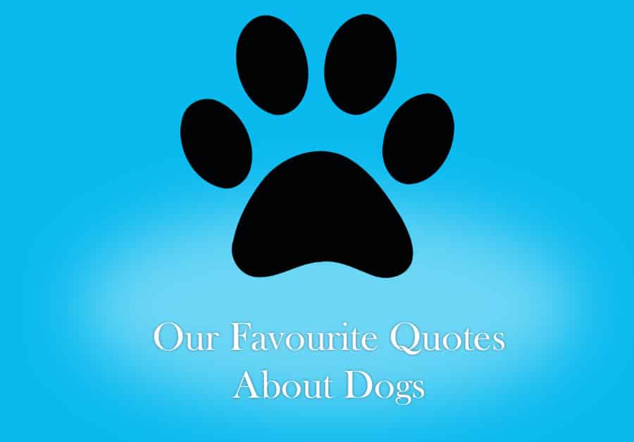 NewDoggy.com’s 10 Favourite Quotes About Dogs | New Doggy