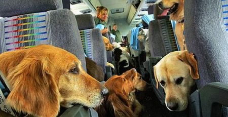 Pets Travel Safe by Air | New Doggy