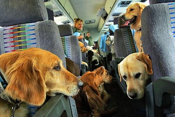 Pets Travel Safe by Air | New Doggy