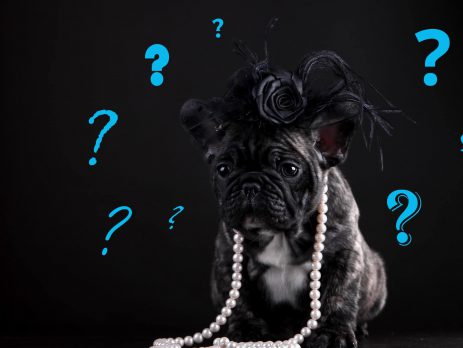 What to Consider When You Choose a Dog Breed | New Doggy