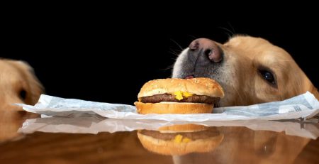 Human Foods Your Dog Shouldn’t Eat | New Doggy