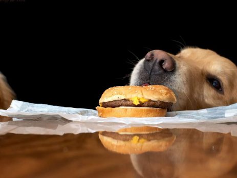 Human Foods Your Dog Shouldn’t Eat | New Doggy
