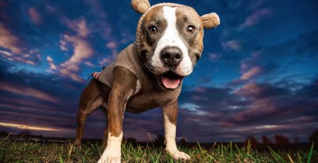 Fashion Designers, Models and Their Four-legged-friends | New Doggy