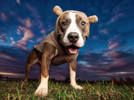 Fashion Designers, Models and Their Four-legged-friends | New Doggy