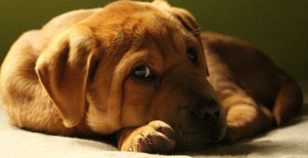 How to Welcome a New Puppy at a New Home | New Doggy