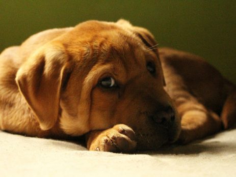 How to Welcome a New Puppy at a New Home | New Doggy