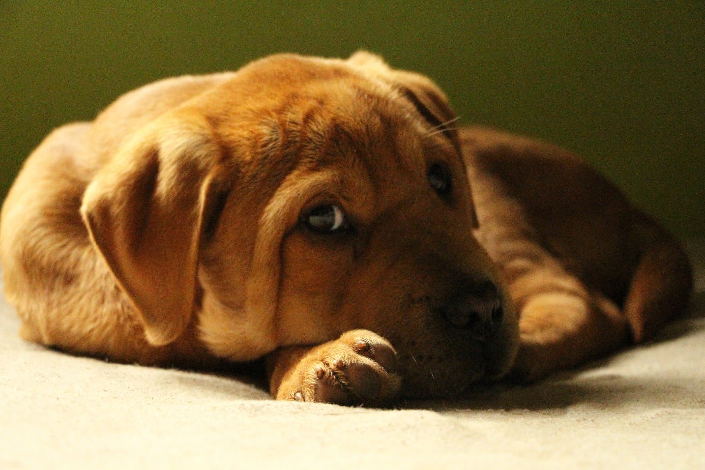 How to Welcome a New Puppy at a New Home | New Doggy