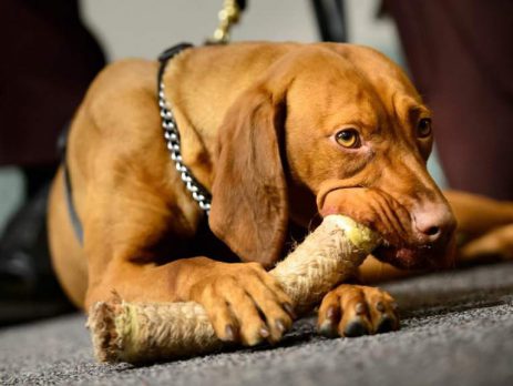 Matka, a Hungarian Vizsla Joins the Security Team of the Minnesota Capitol | New Doggy