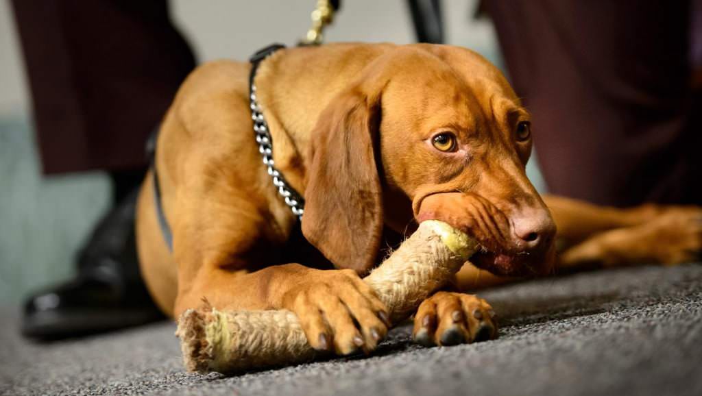 Matka, a Hungarian Vizsla Joins the Security Team of the Minnesota Capitol | New Doggy