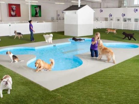 About Boarding Kennels | New Doggy