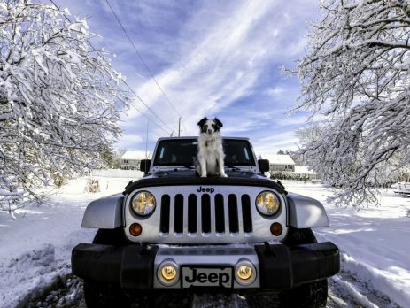 Your Dog and the Type of Your Car | New Doggy