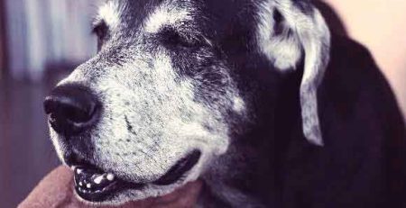 The oldest dogs of the World