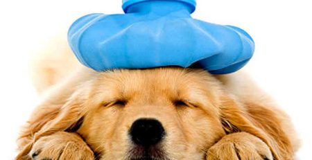 Dog Heat Stroke Prevention and Treatment | New Doggy