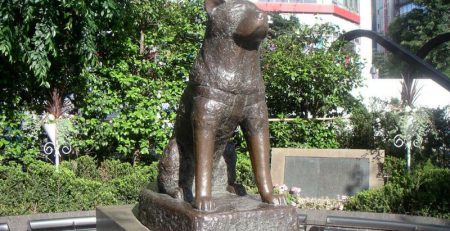 Hachiko | New Doggy