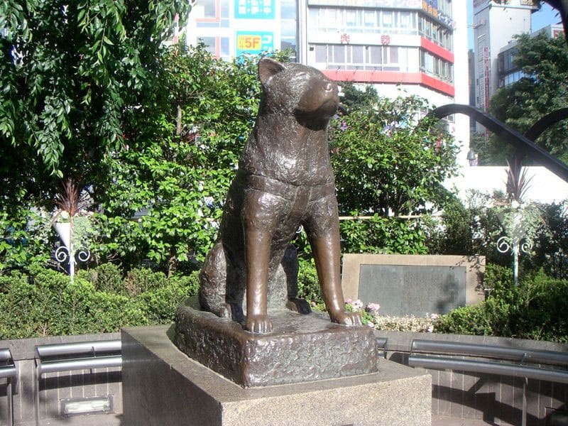 Hachiko | New Doggy