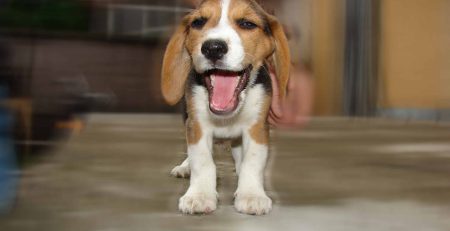 the history of beagle