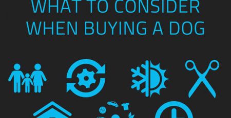 what to consider when buying a dog