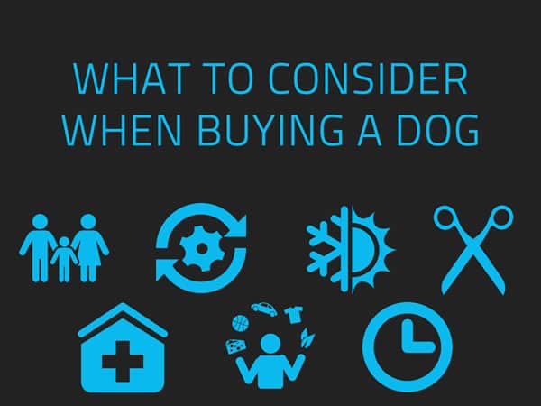 what to consider when buying a dog
