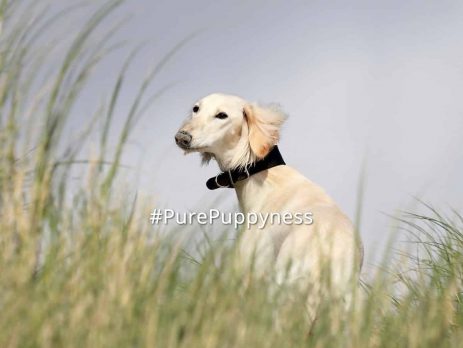 Saluki-the-history-of-saluki