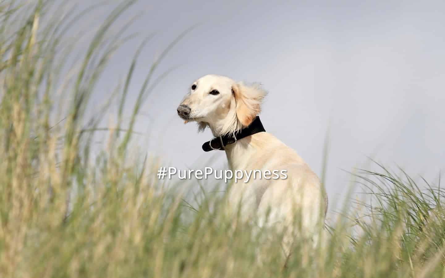 Saluki-the-history-of-saluki