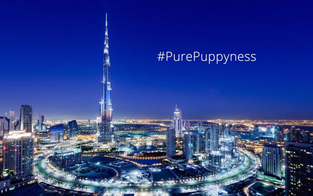 Popular Dogs of Dubai