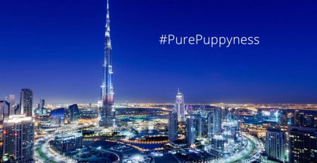 Popular Dogs of Dubai