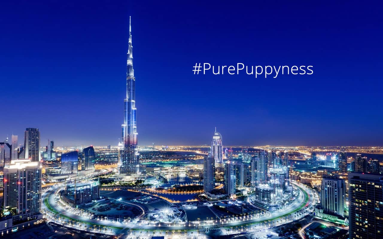 Popular Dogs of Dubai