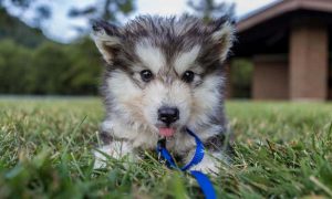 malamut-take-the-heat