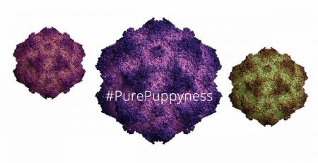 parvovirus-dreaded-dog-fb2