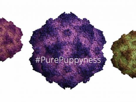 parvovirus-dreaded-dog-fb2