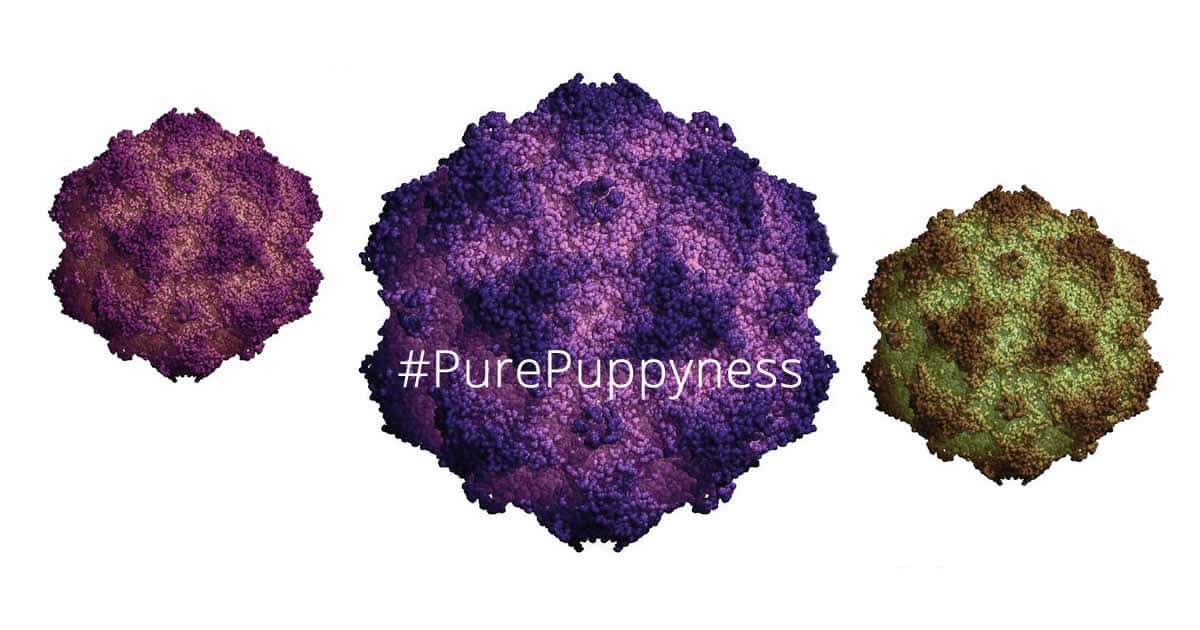 parvovirus-dreaded-dog-fb2