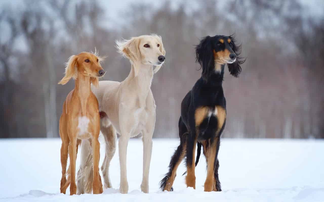 saluki-the history of saluki