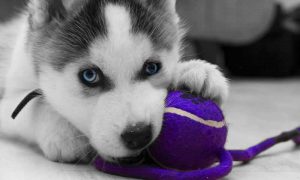 siberian-husky-take-the-heat