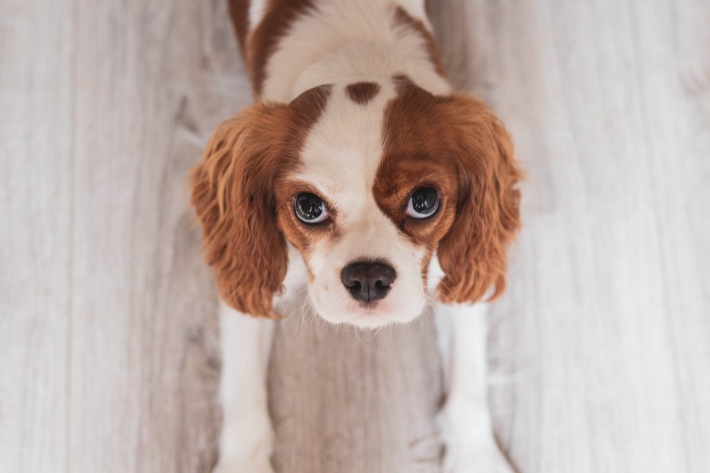 Cavalier King Charles Spaniel breed info NewDoggy.com