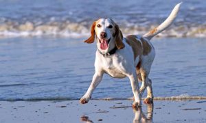 Keeping Your Dog Safe at the Beach in Dubai