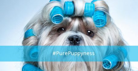 How to Groom Your Dog in Dubai