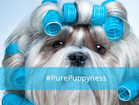 How to Groom Your Dog in Dubai