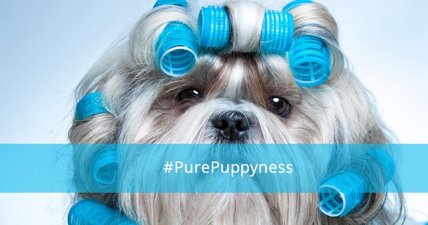 How to Groom Your Dog in Dubai