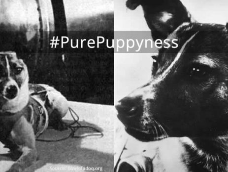 Laika – The story of a Soviet space oddity