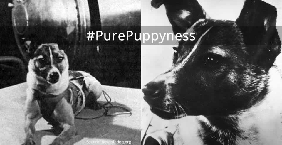 Laika – The story of a Soviet space oddity