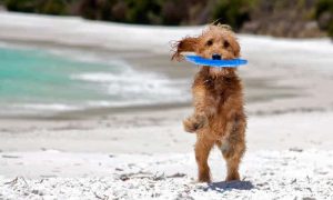 Keeping Your Dog Safe at the Beach in Dubai