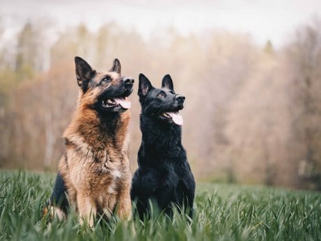 Two German Shepherds in a field