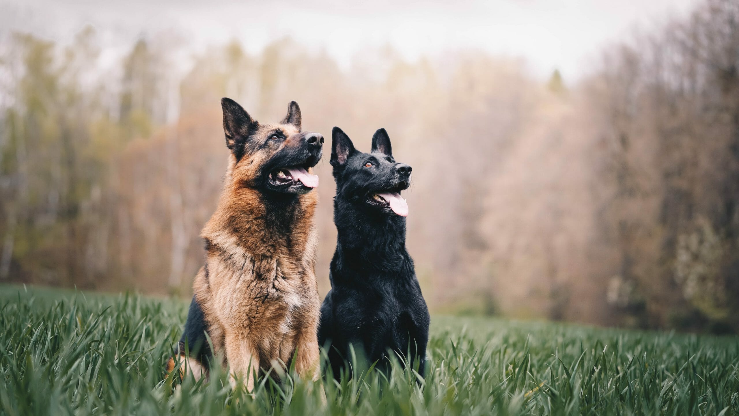 Two German Shepherds in a field